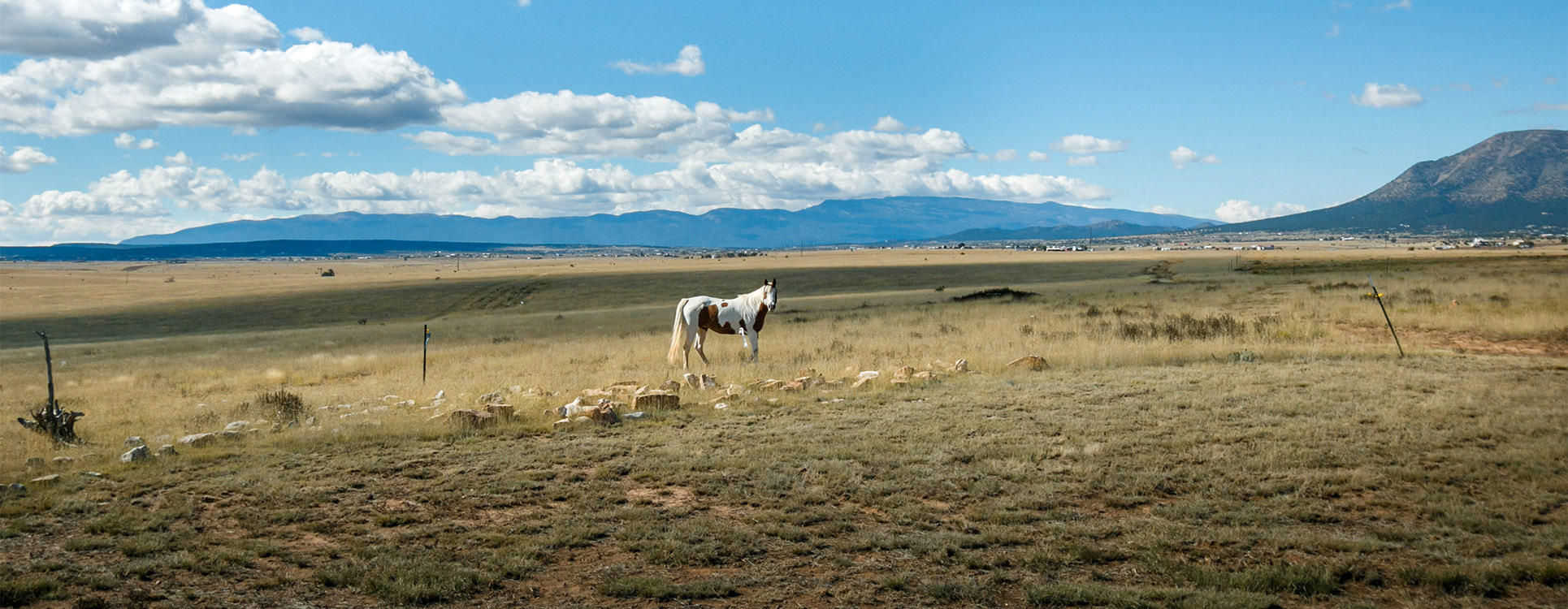 Brown and white horse in Santa Fe, NM field